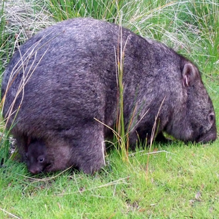 Common Wombat